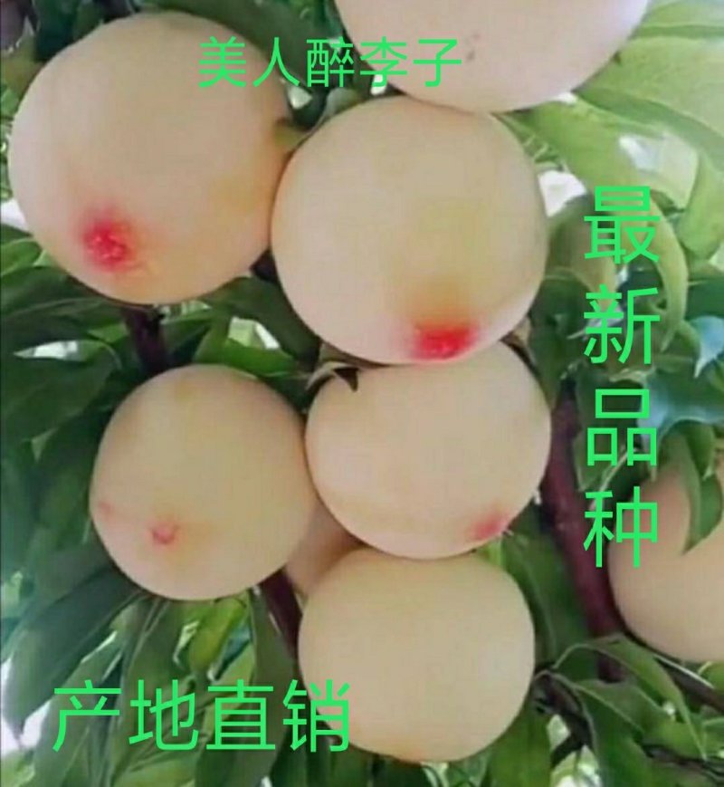 美人醉李子苗，甜度高新品种，包品种，基地直供，品质保证