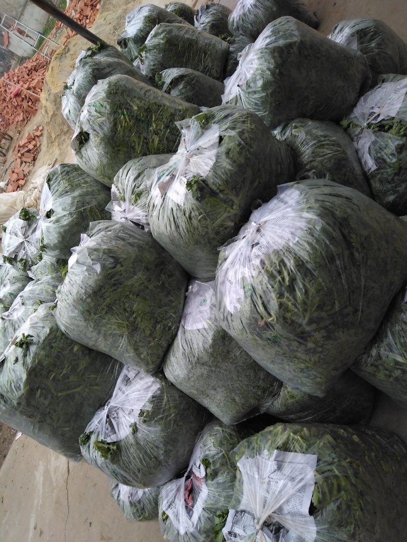 精品茼蒿菜鲜嫩水灵日供五千斤保质保量可长期供货