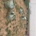 河南焦作孟州精品大叶菠菜上市了，200亩种植基地全国代发