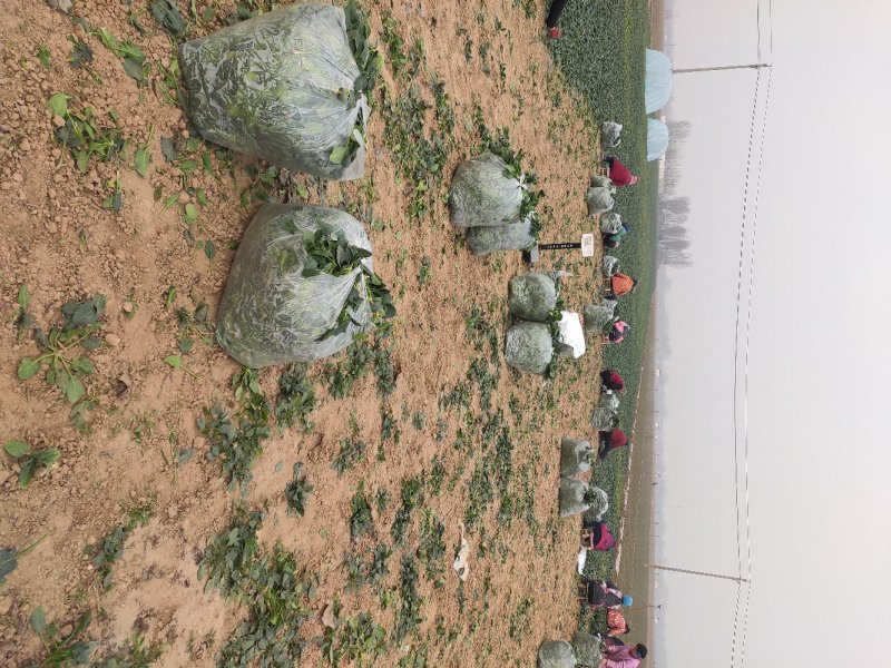 河南焦作孟州精品大叶菠菜上市了，200亩种植基地全国代发