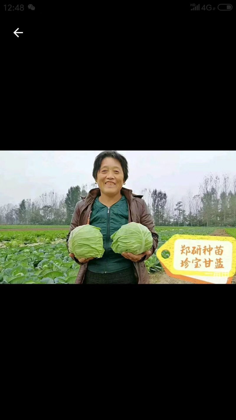 珍宝甘蓝种子春秋两用球形美观绿叶层多口感脆甜
