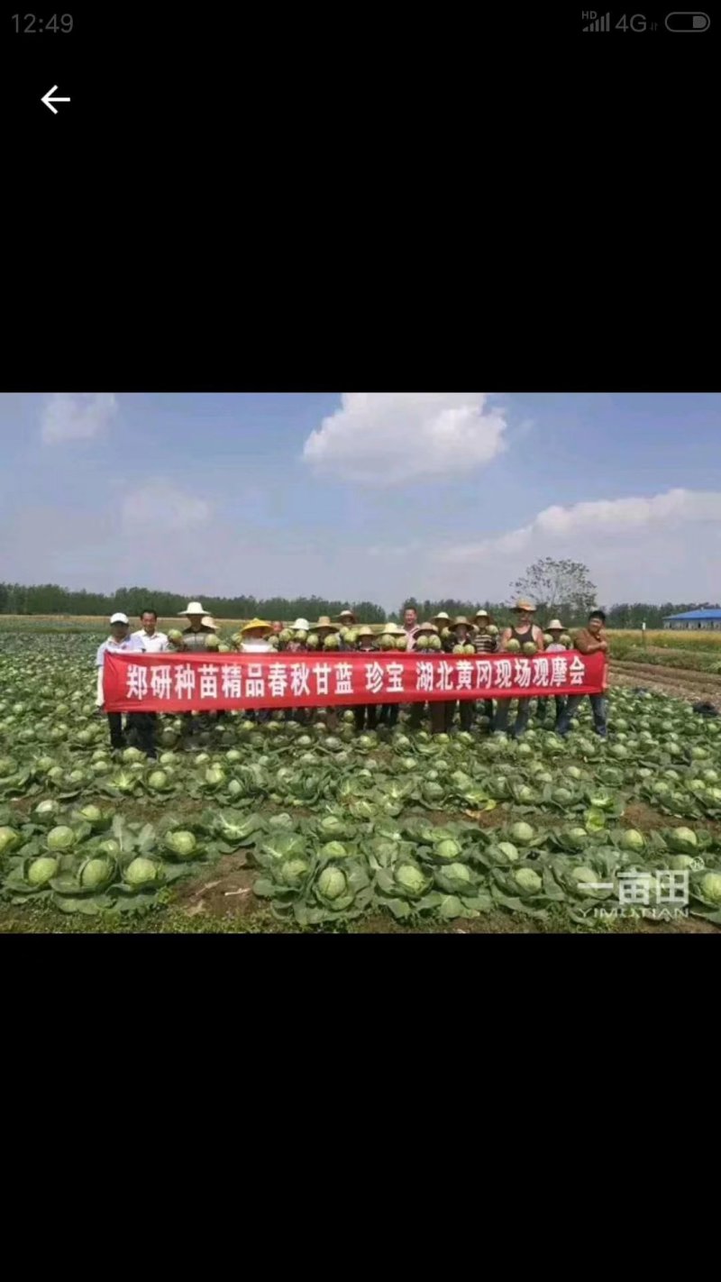 珍宝甘蓝种子春秋两用球形美观绿叶层多口感脆甜