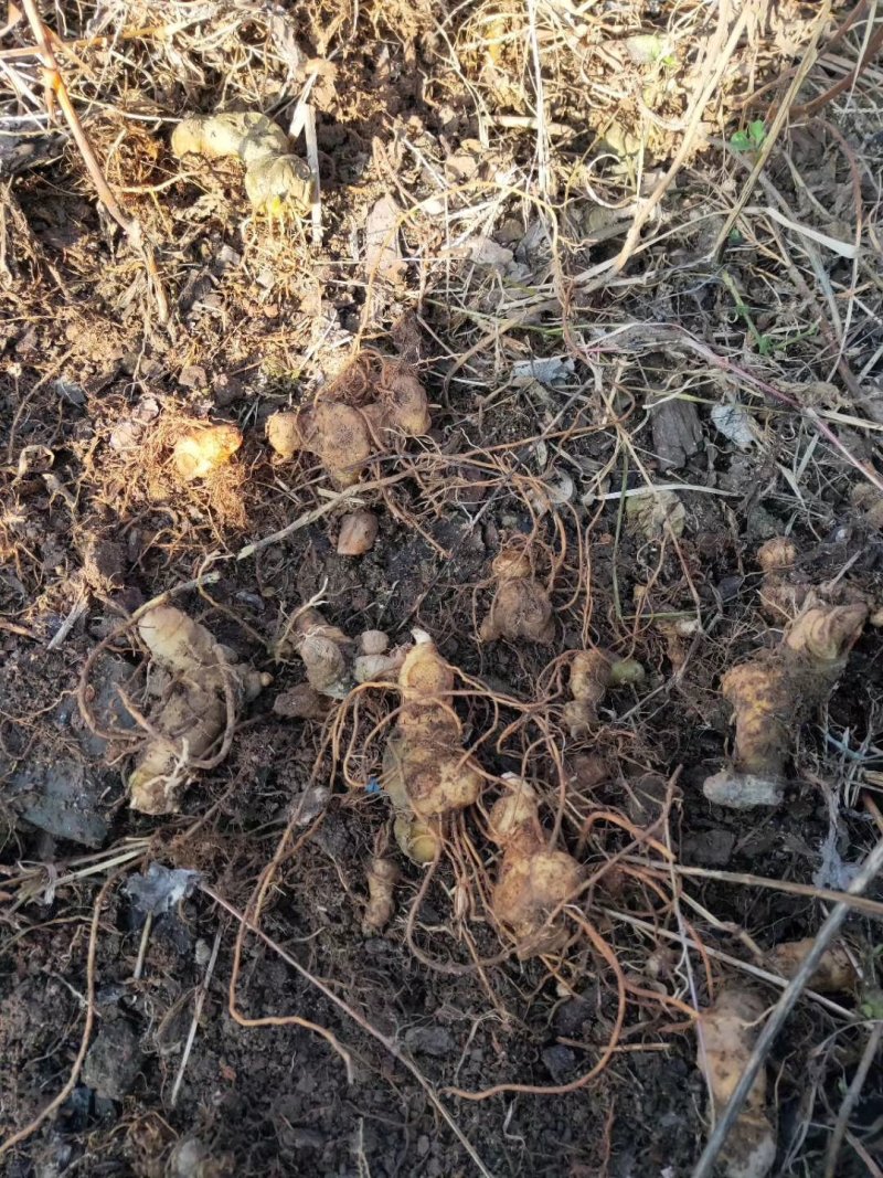 倒苗多花姜型甜黄精，种苗