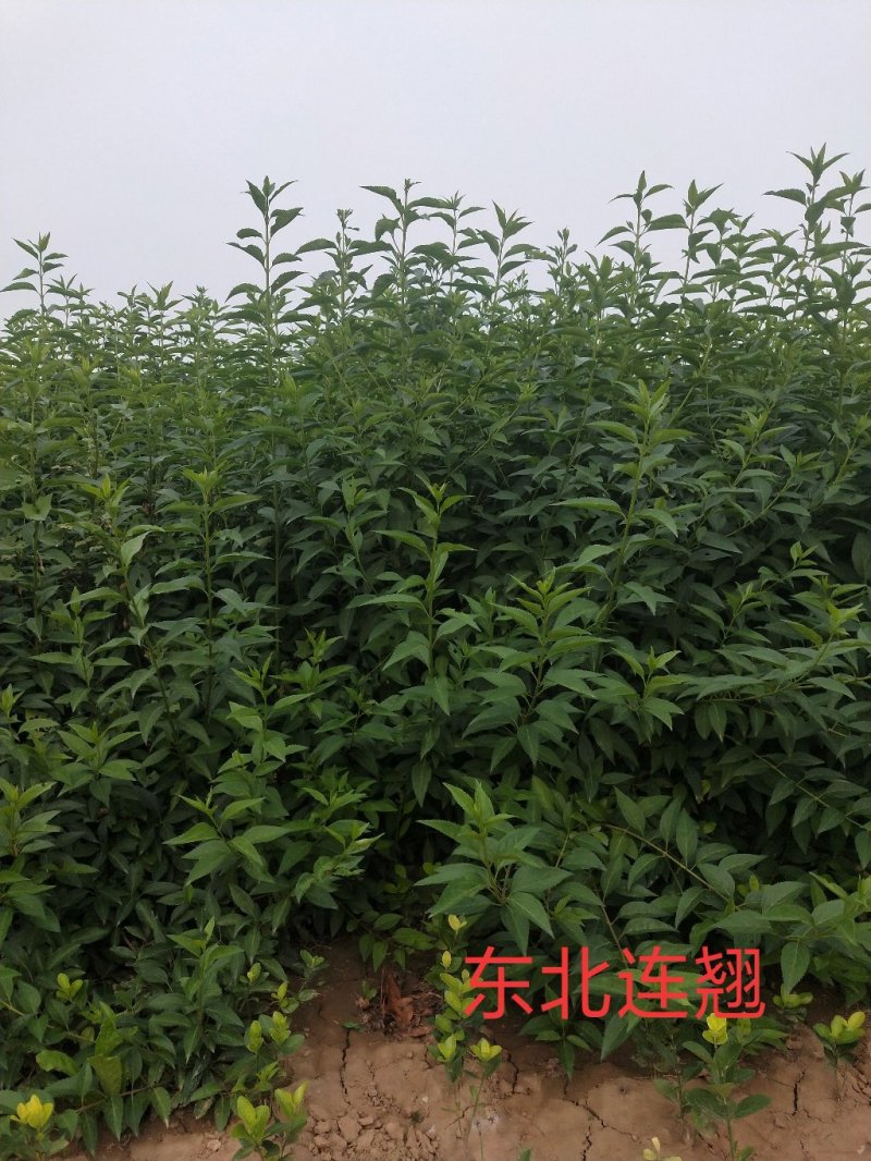东北连翘：乔灌木，绿化工程苗木