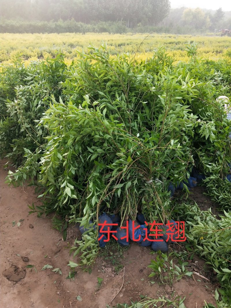 东北连翘：乔灌木，绿化工程苗木