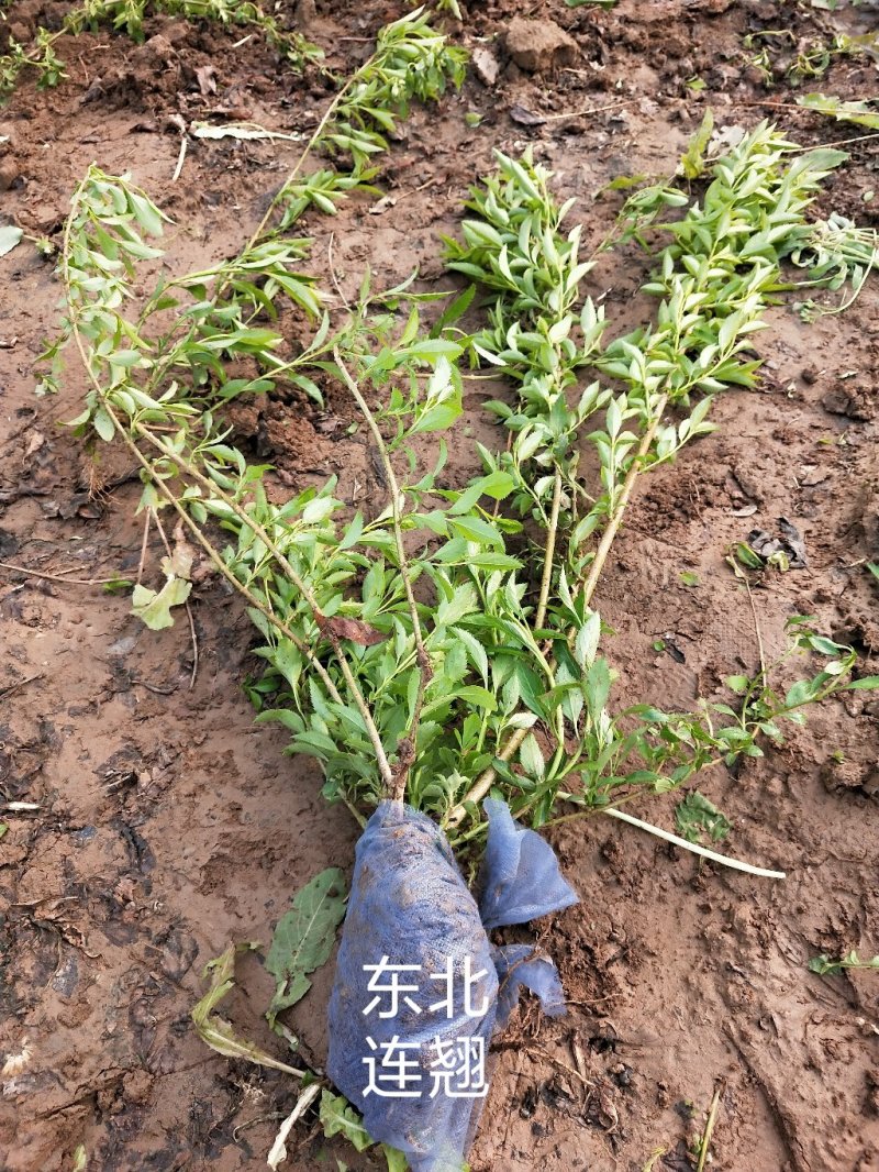 东北连翘：乔灌木，绿化工程苗木