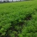 四川省广汉市本地土胡萝卜