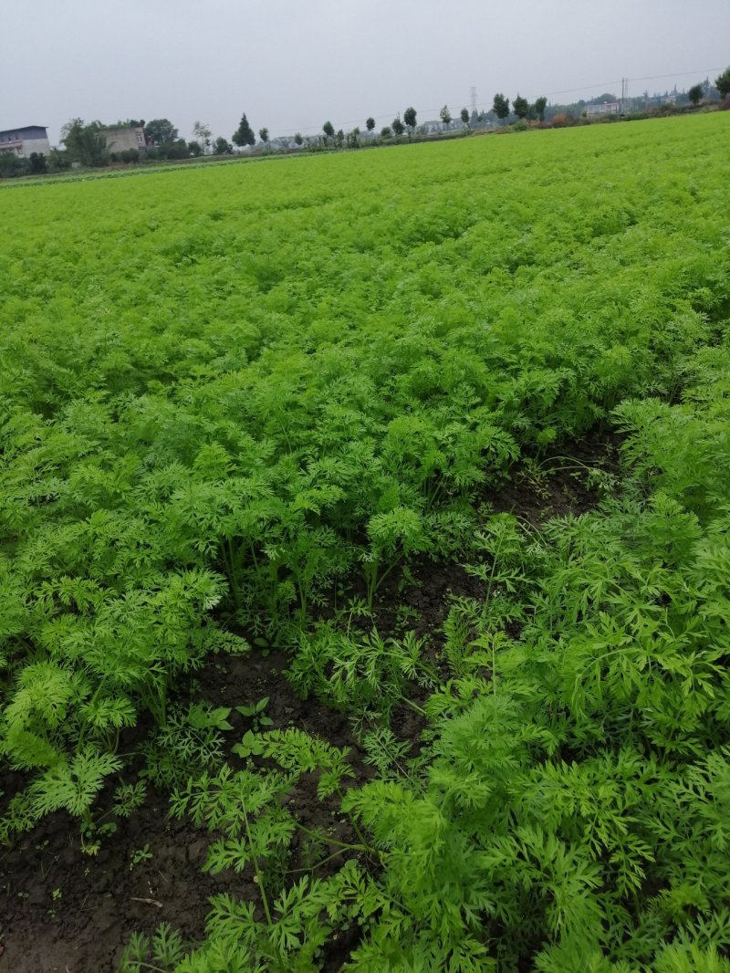 四川省广汉市本地土胡萝卜