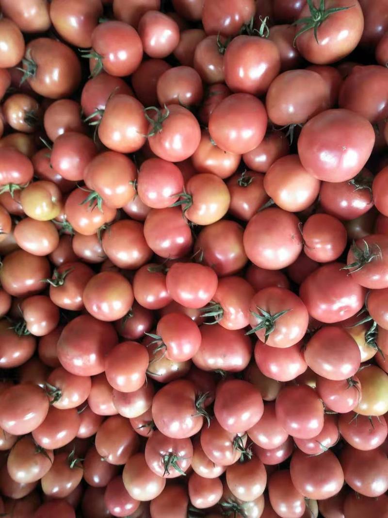 西红柿新鲜蔬菜水果沙瓤大番茄柿子大量上市小西红柿