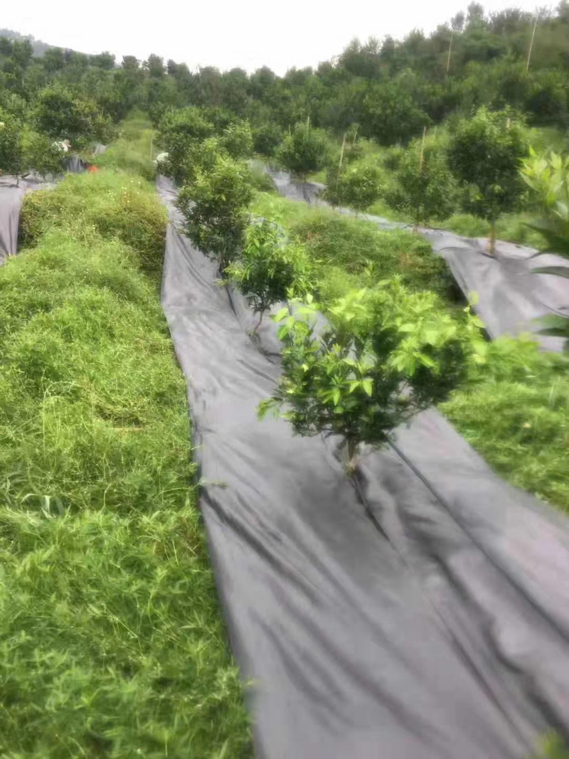 防草布除草布地布防草布大棚农用防草布