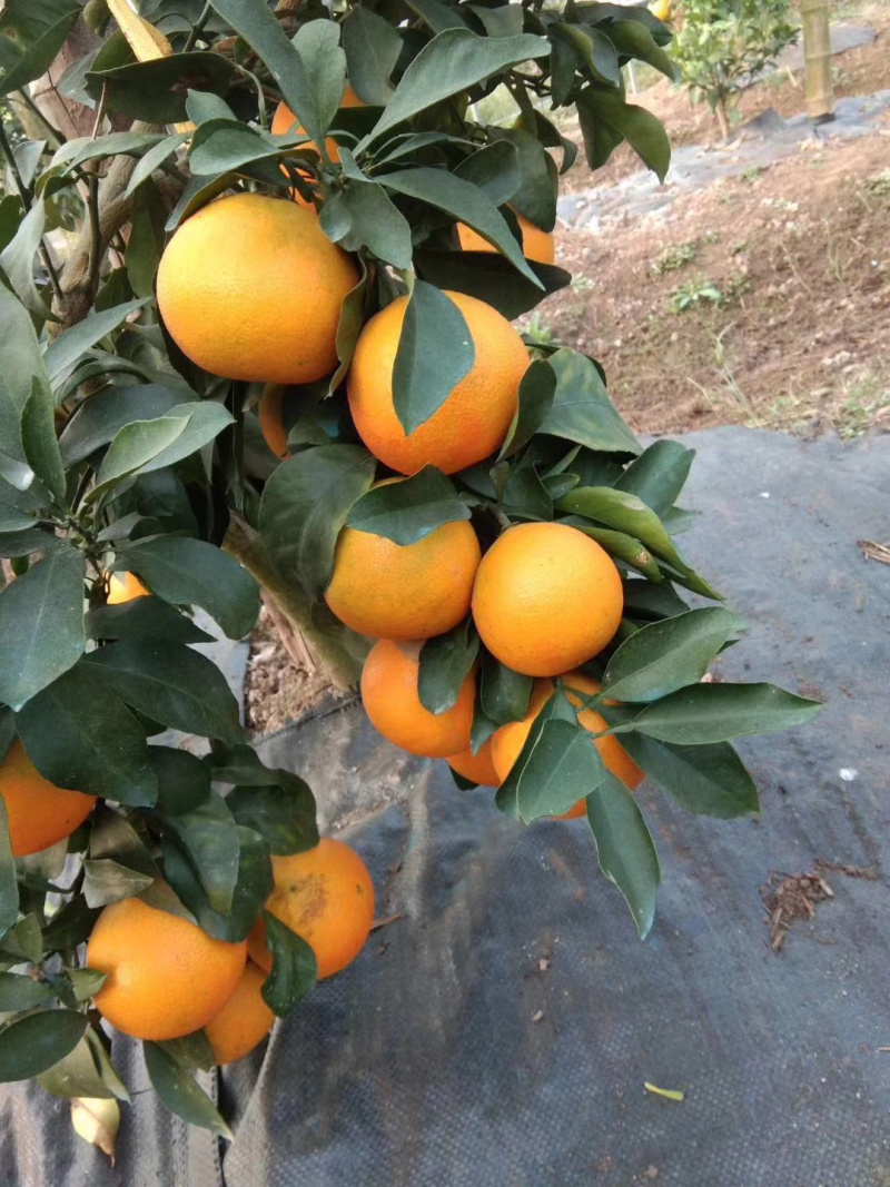 防草布除草布地布防草布大棚农用防草布