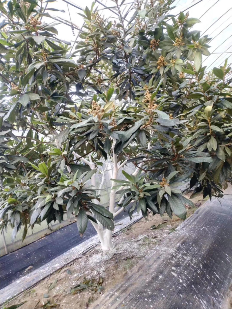 防草布除草布地布防草布大棚农用防草布