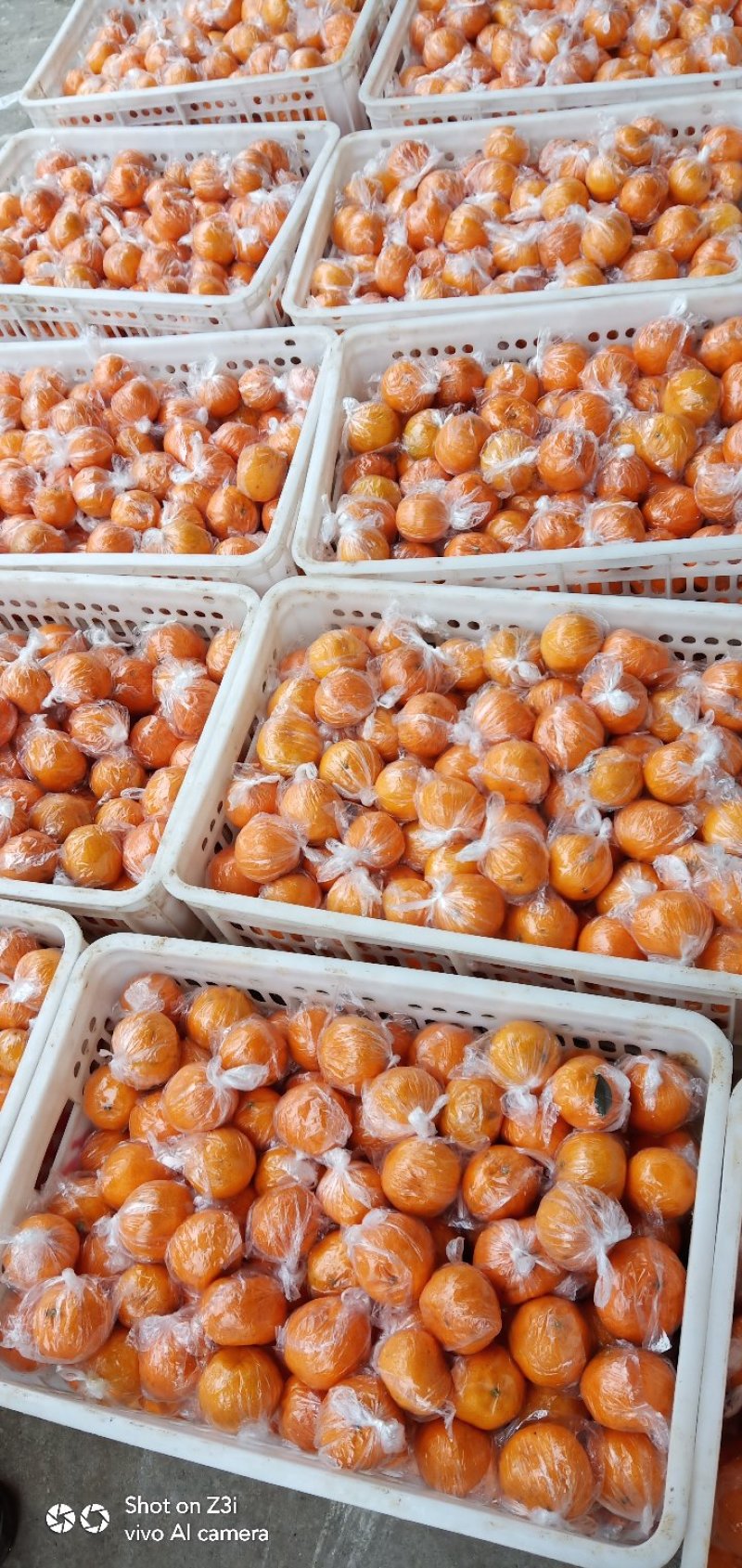 椪柑新鲜椪柑，湖南椪柑60下小果硬度好水分充足口感适中