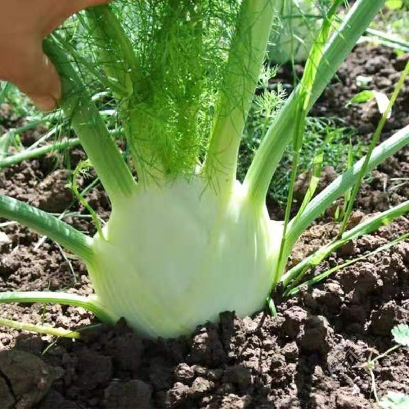 茴香球新鲜蔬菜量大从优根茎茴香球茎茴香