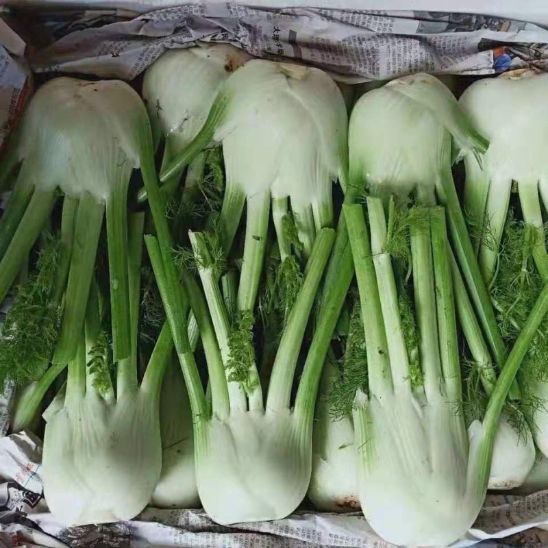 茴香球新鲜蔬菜量大从优根茎茴香球茎茴香