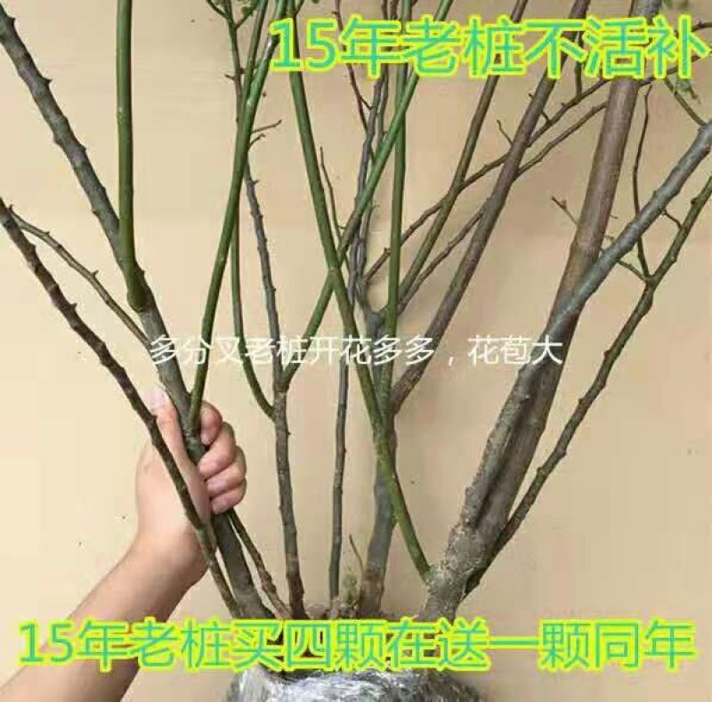 多花爬藤本8-20年树桩蔷薇当年开花包邮玫瑰月季花