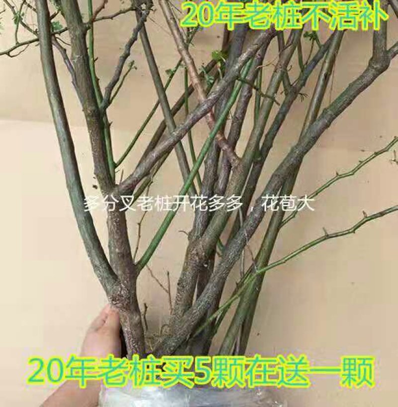 多花爬藤本8-20年树桩蔷薇当年开花包邮玫瑰月季花