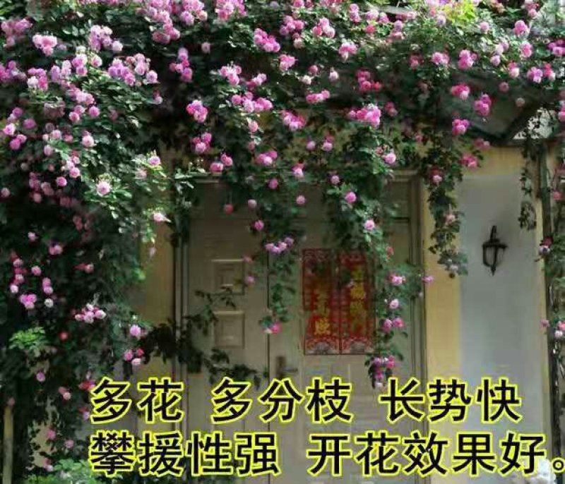 多花爬藤本8-20年树桩蔷薇当年开花包邮玫瑰月季花