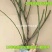 多花爬藤本8-20年树桩蔷薇当年开花包邮玫瑰月季花