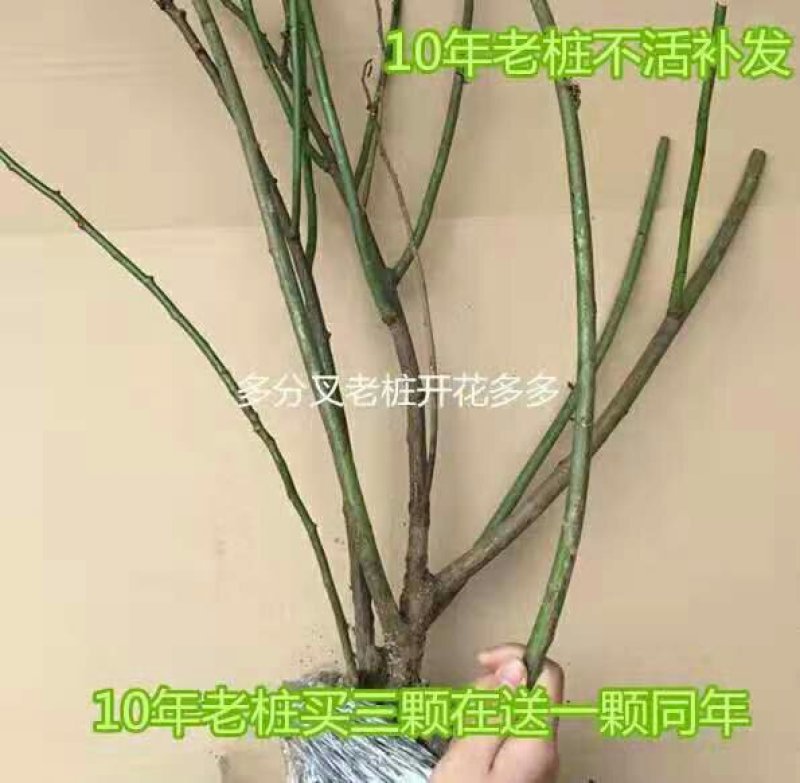 多花爬藤本8-20年树桩蔷薇当年开花包邮玫瑰月季花