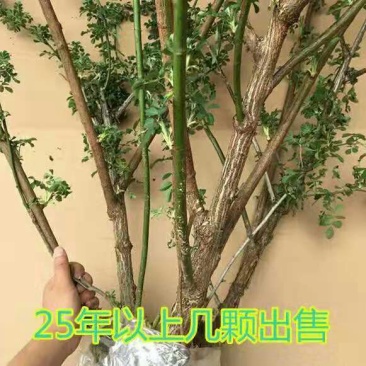 多花爬藤本8-20年树桩蔷薇当年开花包邮玫瑰月季花