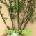 多花爬藤本8-20年树桩蔷薇当年开花包邮玫瑰月季花