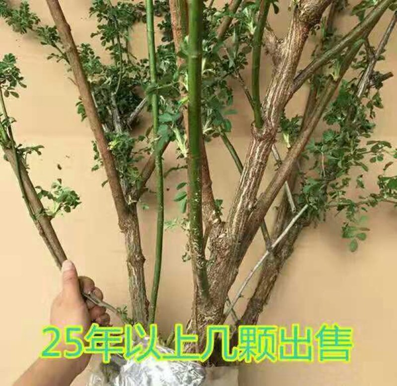 多花爬藤本8-20年树桩蔷薇当年开花包邮玫瑰月季花