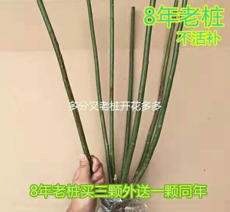 多花爬藤本8-20年树桩蔷薇当年开花包邮玫瑰月季花