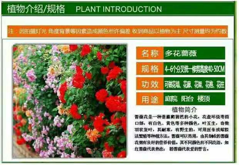多花爬藤本8-20年树桩蔷薇当年开花包邮玫瑰月季花