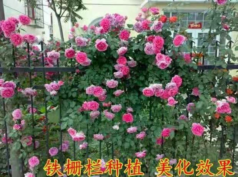 多花爬藤本8-20年树桩蔷薇当年开花包邮玫瑰月季花