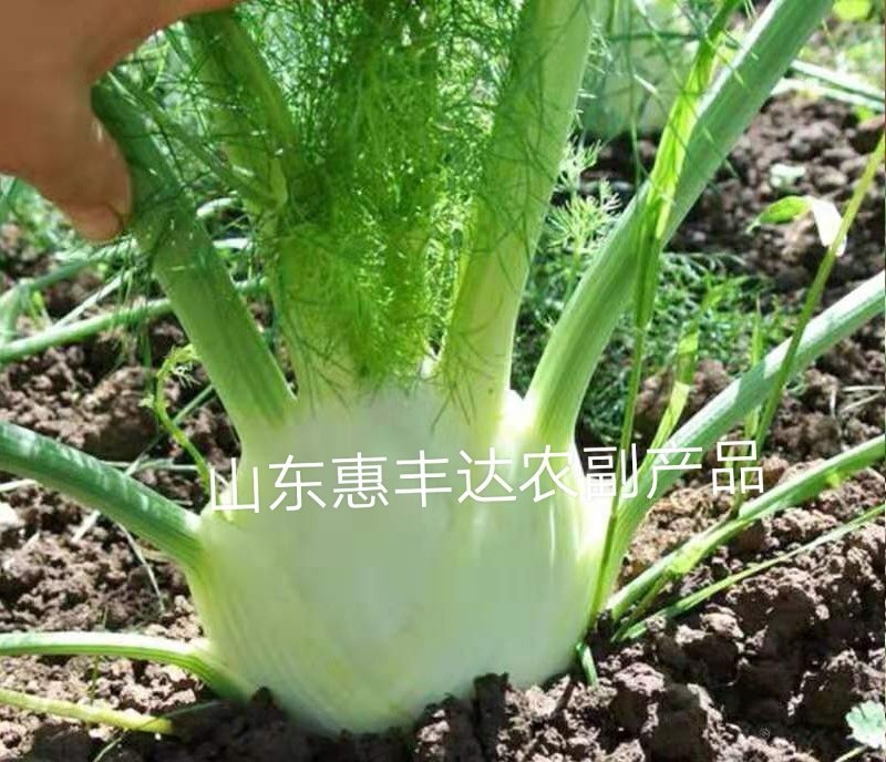 茴香球新鲜蔬菜量大从优根茎茴香球茎茴香