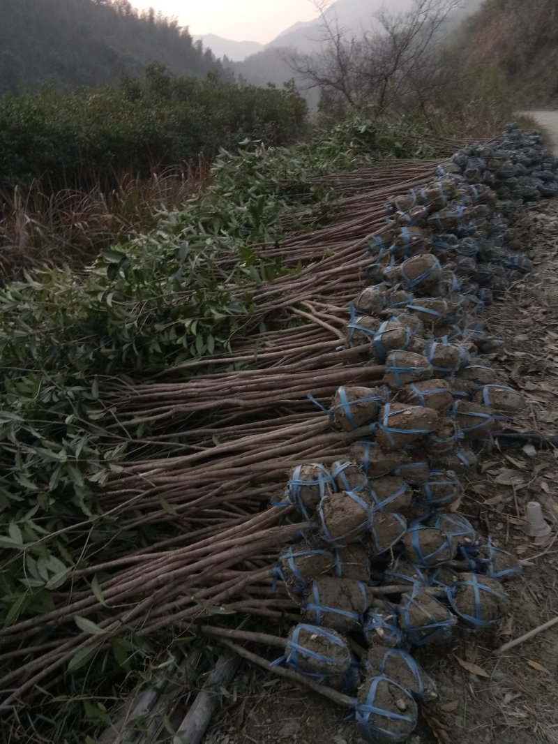 桂花树，桂花大树，金桂，丹桂四季桂，八月桂，