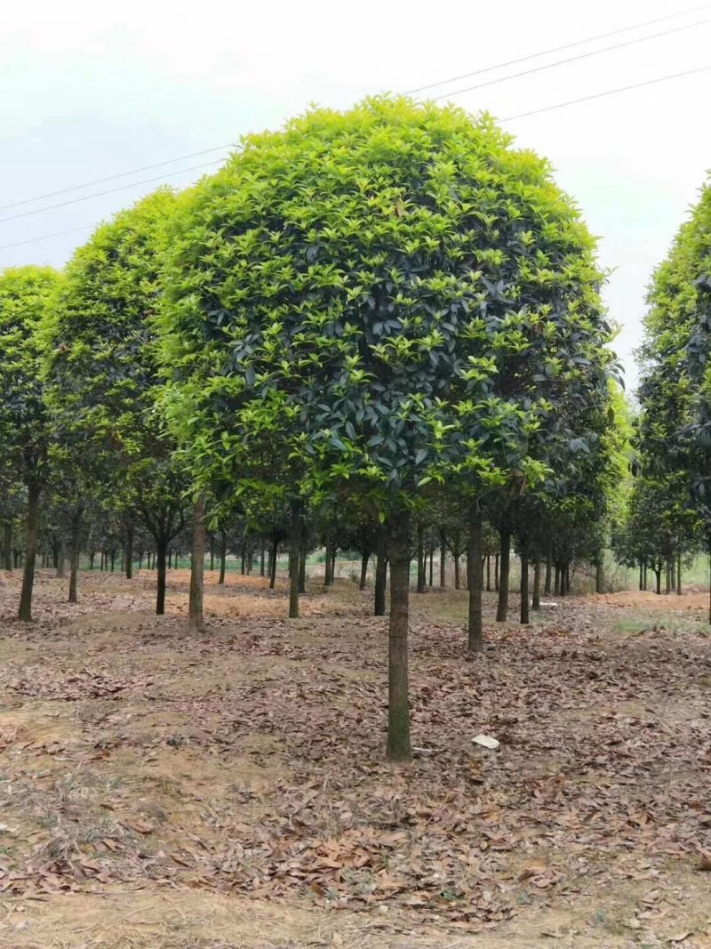 桂花树，桂花大树，金桂，丹桂四季桂，八月桂，