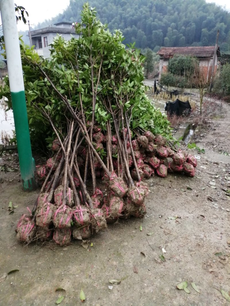 桂花树，桂花大树，金桂，丹桂四季桂，八月桂，