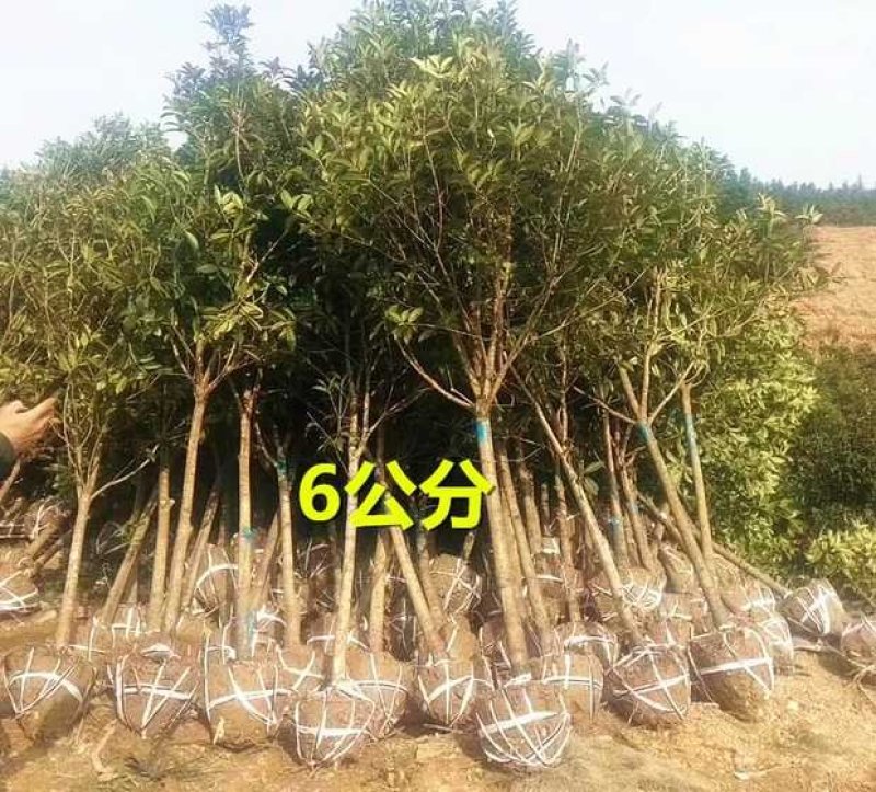 桂花树，桂花大树，金桂，丹桂四季桂，八月桂，