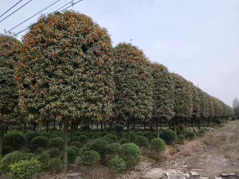 桂花树，桂花大树，金桂，丹桂四季桂，八月桂，