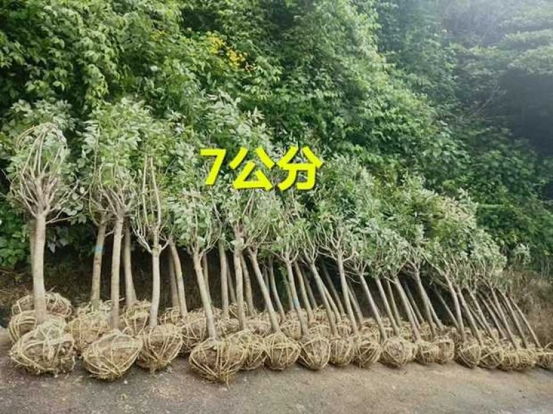 桂花树，桂花大树，金桂，丹桂四季桂，八月桂，