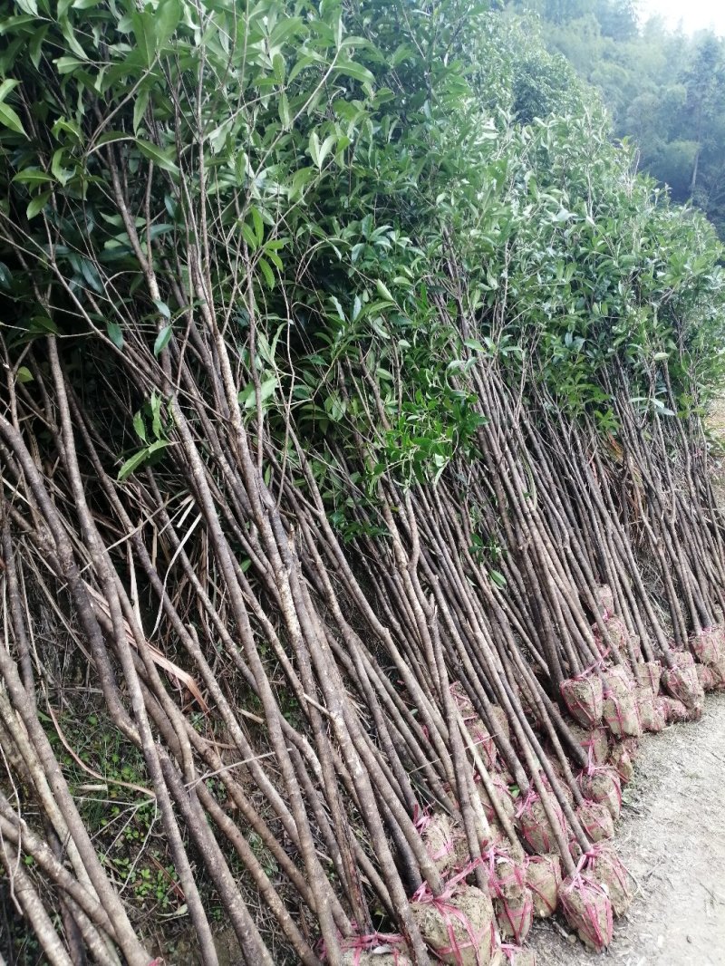 桂花树，桂花大树，金桂，丹桂四季桂，八月桂，
