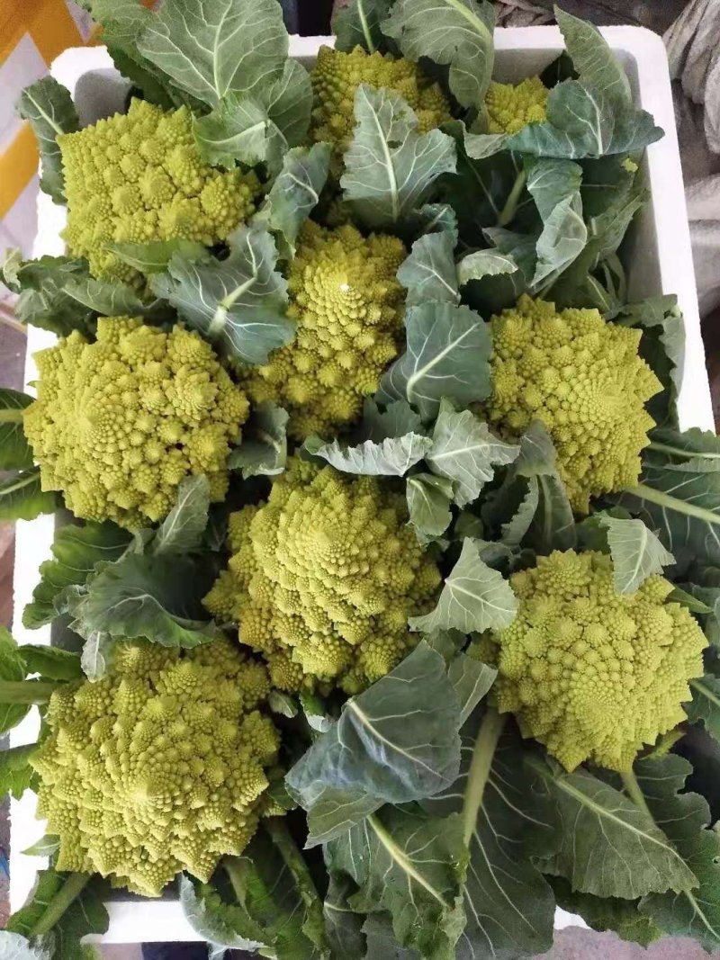 宝塔花菜新鲜蔬菜量大从优，无公害，无污染