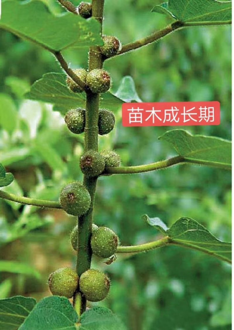 五指毛桃种子苗种植一年后即可收成