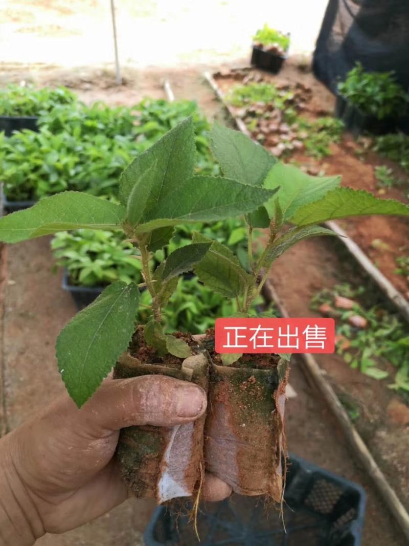 五指毛桃种子苗种植一年后即可收成
