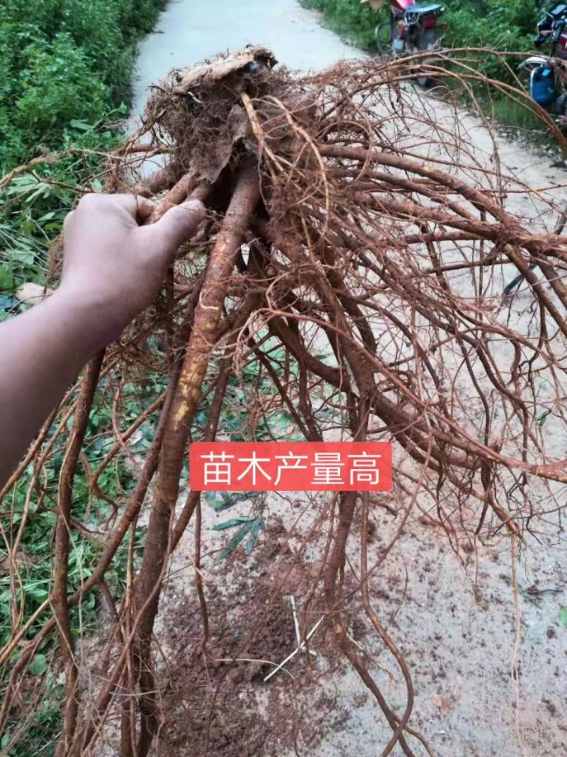 五指毛桃种子苗种植一年后即可收成