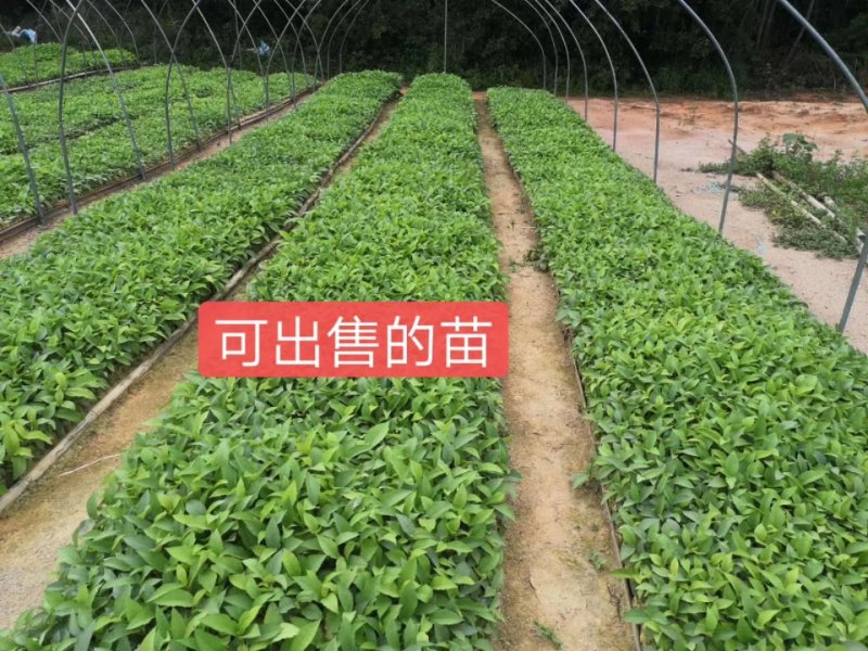 五指毛桃种子苗种植一年后即可收成