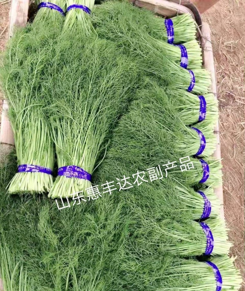 山东茴香量大从优物美价廉自家种植