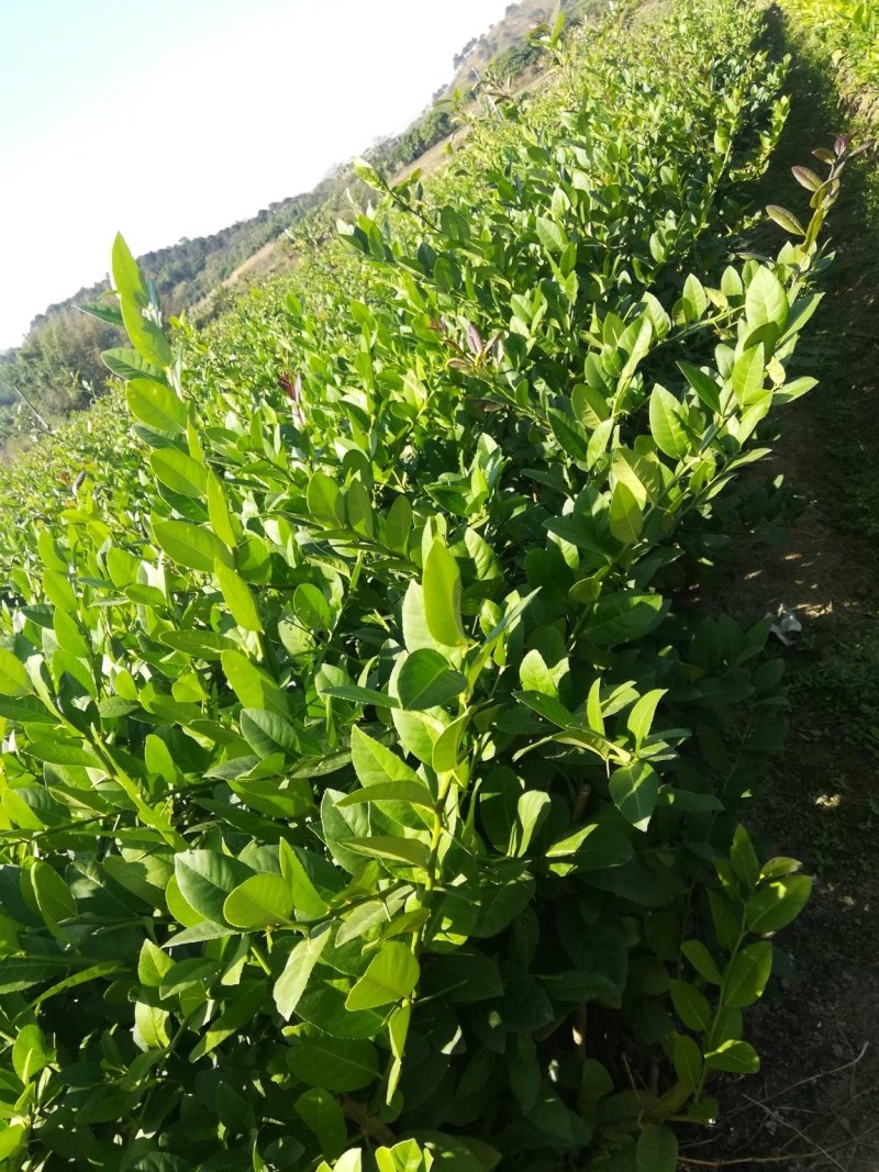广东香水柠檬苗，台湾香水柠檬，青柠檬种植当年或第二年挂果