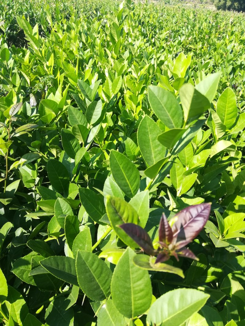 广东香水柠檬苗，台湾香水柠檬，青柠檬种植当年或第二年挂果