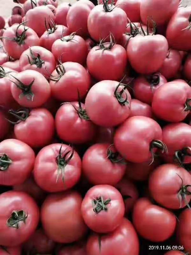 山东西红柿价格，大红粉红西红柿，齐大利西红柿，等等品种