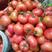 山东西红柿价格，大红粉红西红柿，齐大利西红柿，等等品种