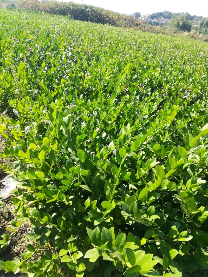 广东香水柠檬苗，台湾香水柠檬，青柠檬种植当年或第二年挂果