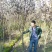 长期批发湖南紫叶李，紫叶李小苗，精品紫叶李，湖南红叶李